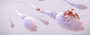 From Quality to Quantity: How Age-Related Sperm Decline Affects Conception