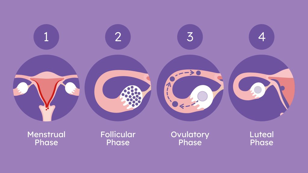 Fertility Awareness: Understanding Ovulation Cycles for Better Reproductive Health
